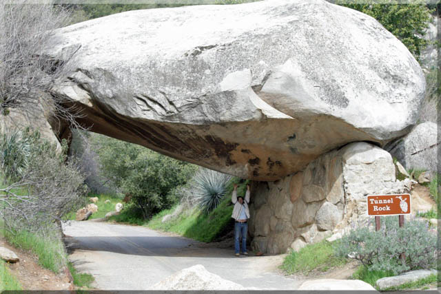Sequoia 2010
