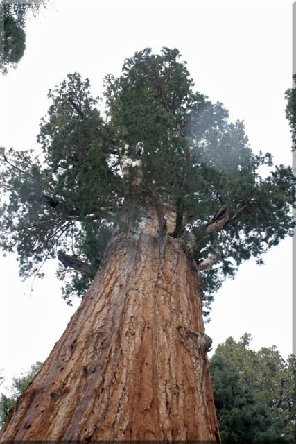 Sequoia 2010