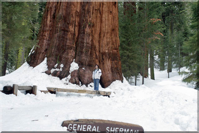 Sequoia'