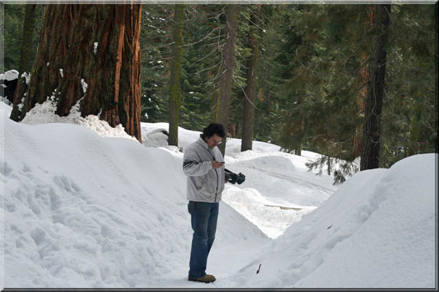 Sequoia