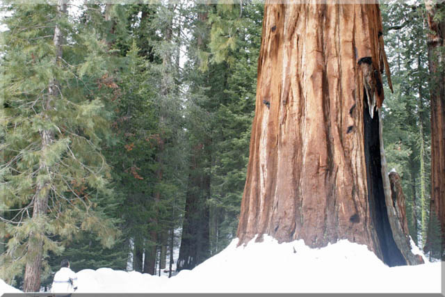 Sequoia