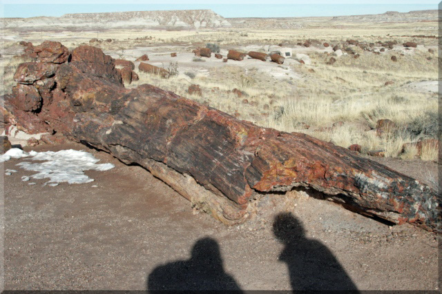 Petrified Forest